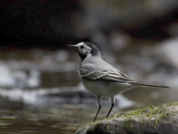Västäräkki, White Wagtail, Motacilla alba